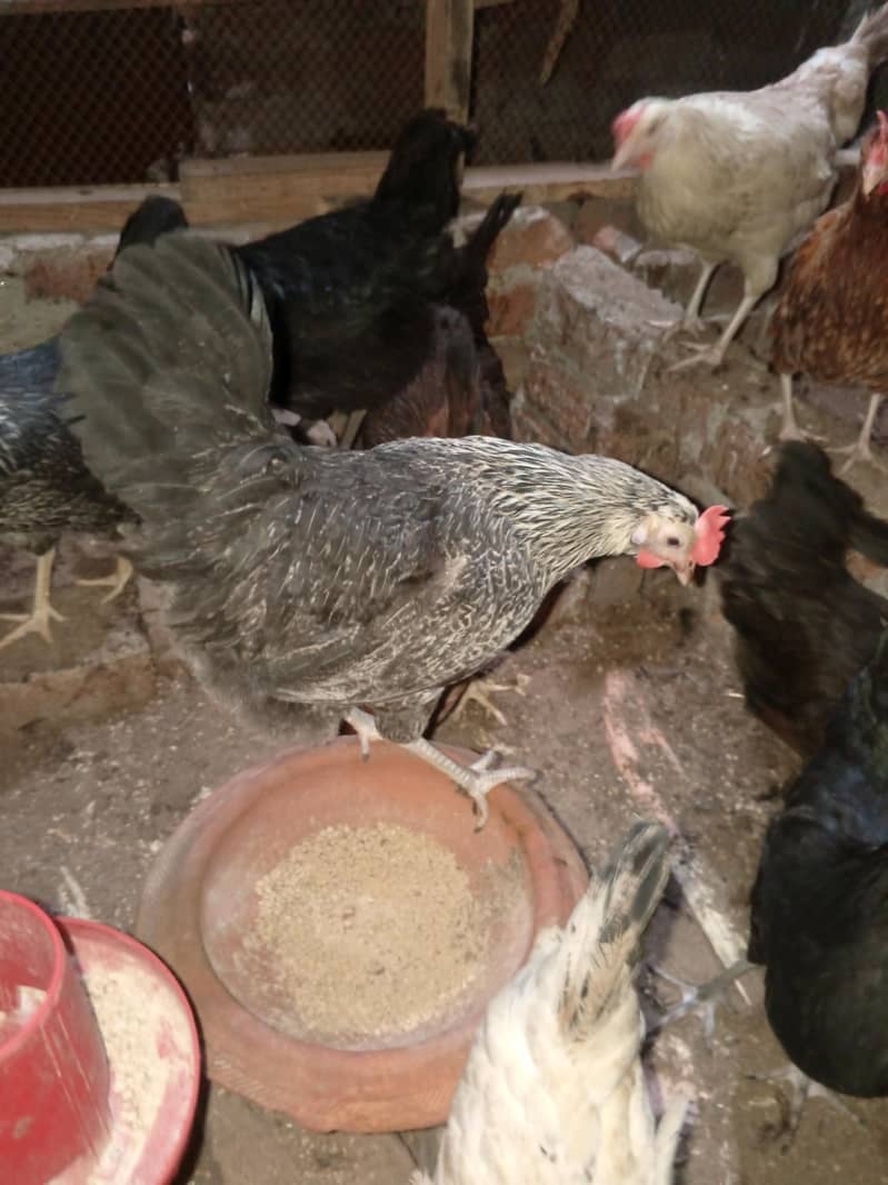 مرغیاں انڈے 7