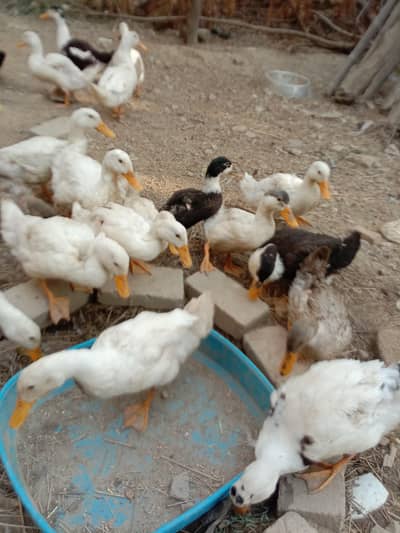 ducks desi ducks
