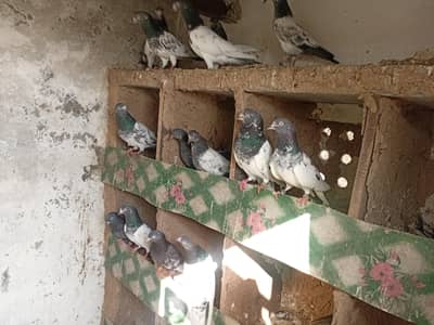 Teddy pathy 03115061200