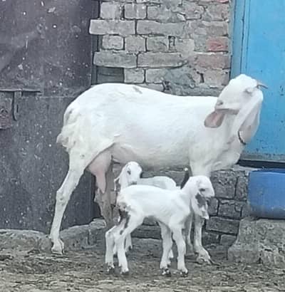 راجن پوری گلابی کراس بکری