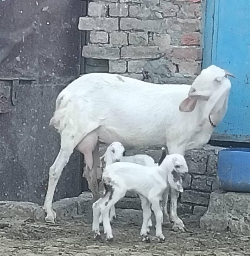 راجن پوری گلابی کراس بکری 0