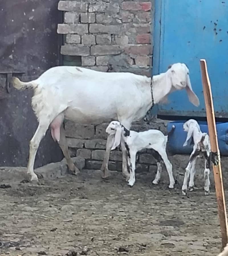 راجن پوری گلابی کراس بکری 1