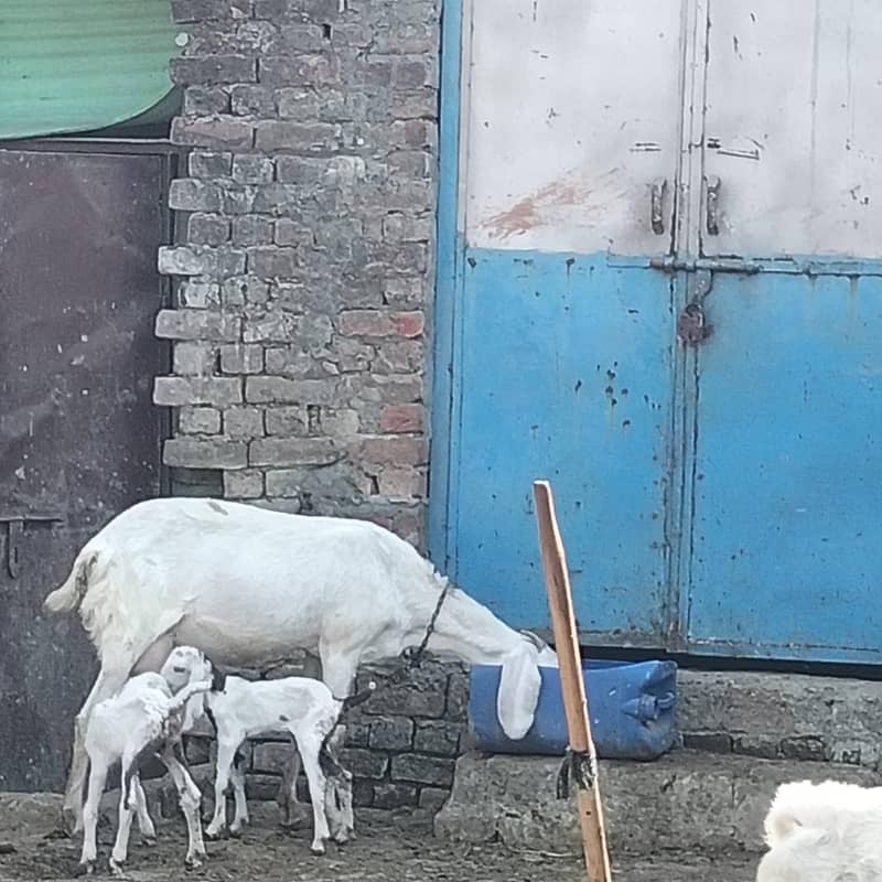 راجن پوری گلابی کراس بکری 2