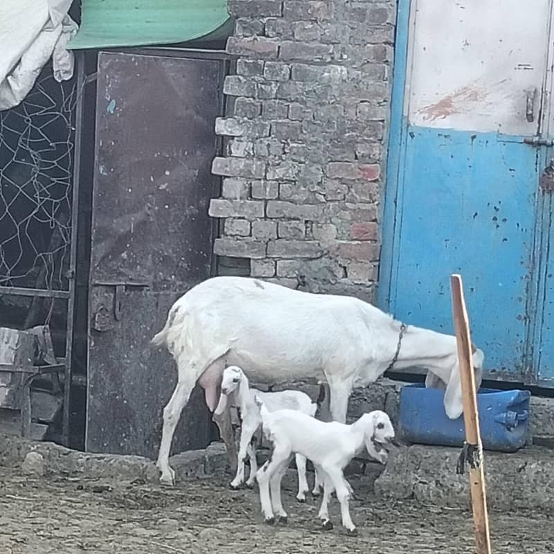 راجن پوری گلابی کراس بکری 3