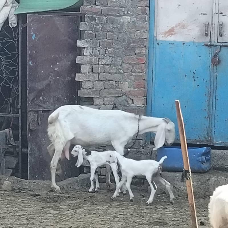 راجن پوری گلابی کراس بکری 4