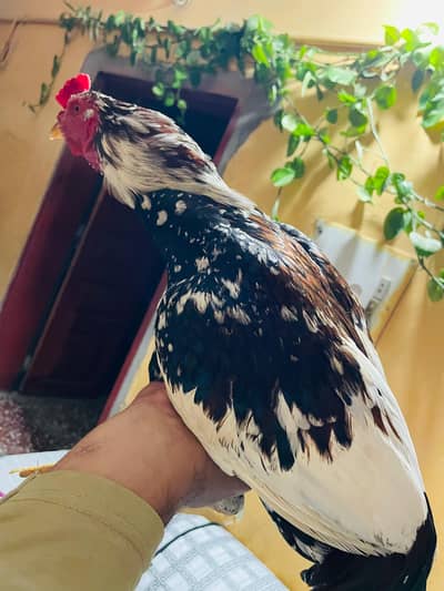 YOUNG BREEDER FOR SALE