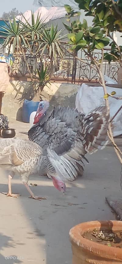 Turkey birds