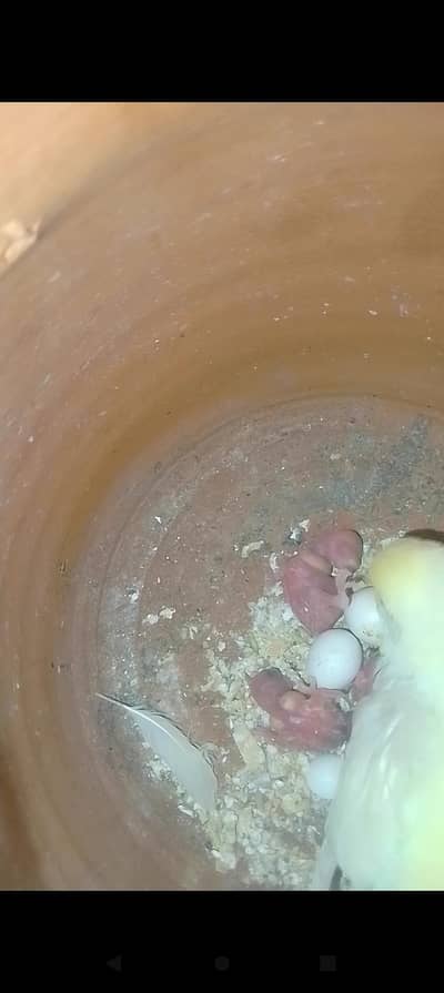 Australian pair with chicks / blue opline female