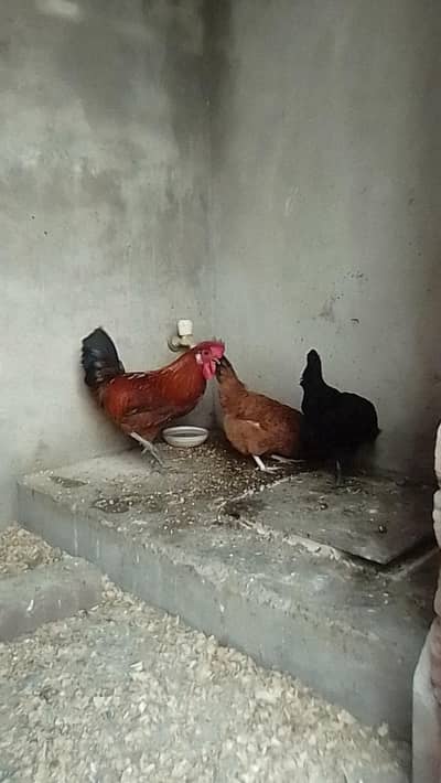 2 DESI MURGI 1 DESI MURGA FOR SALE DAILY ANDA DEY RAHI HAIN