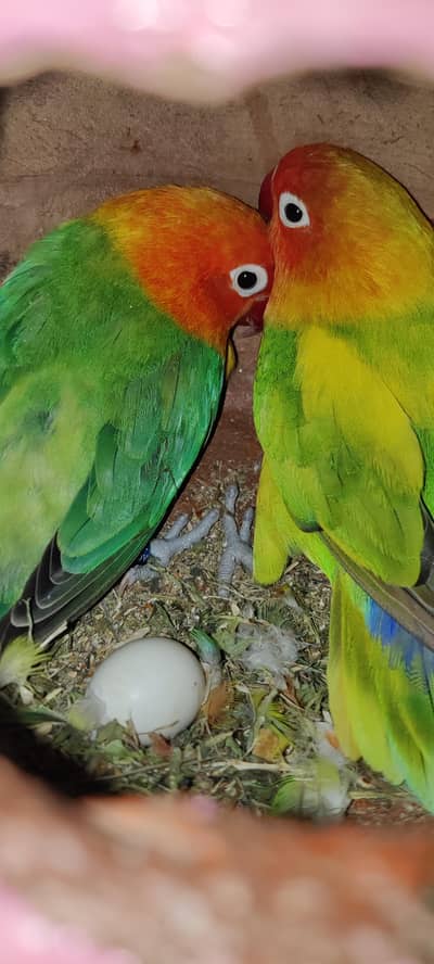 Fischer Lovebirds Breeder Pair (For Sale)