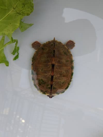 Turtle baby. . .