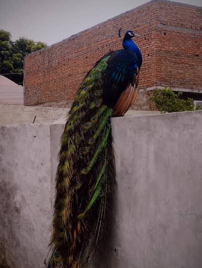 Healthy Breeder Male Peacock for Sale