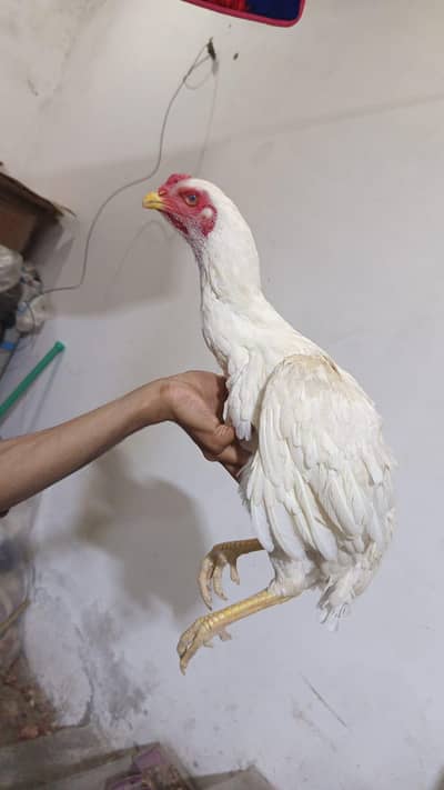 paper white shamo aseel female