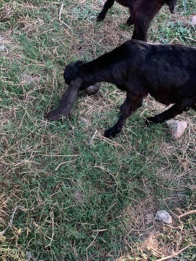 dasi beetal bareed male female