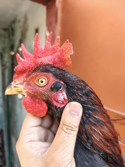 High Quality Aseel Bengum Patha