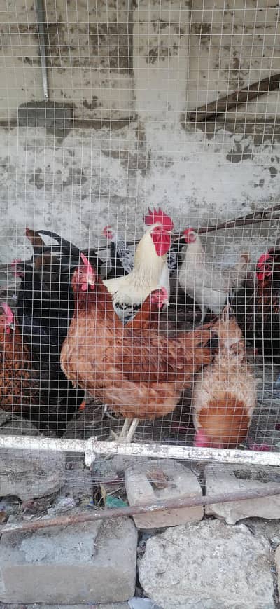 Dasi gar ki pale hoi morgya 6 morgya 1 morga ka set 10k