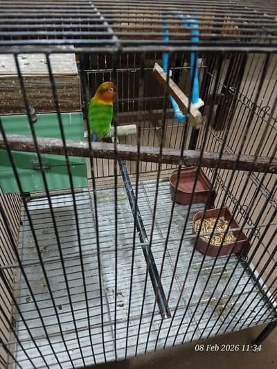 A Male Lovebird with a Cage