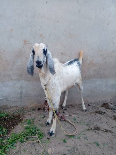 Bakra For Sale – Healthy, Best Price | Qurbani Ready