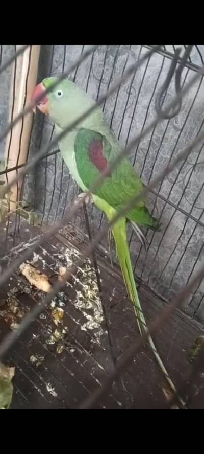 complete set-up sale kar dia ha 1  bar breed li ha 3 checks