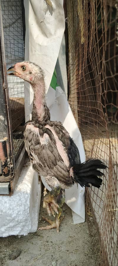 very supreme silver quilty Burmi pokoya. . . . . . .