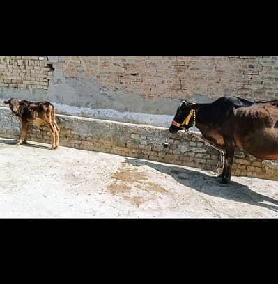 Tazi sui cow for sale