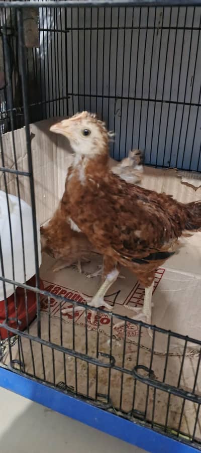 desi chicks tayar murga murgi