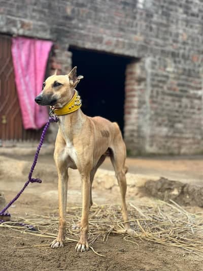 Female dog for sale. . 12 months age . . . Height 25 inch.