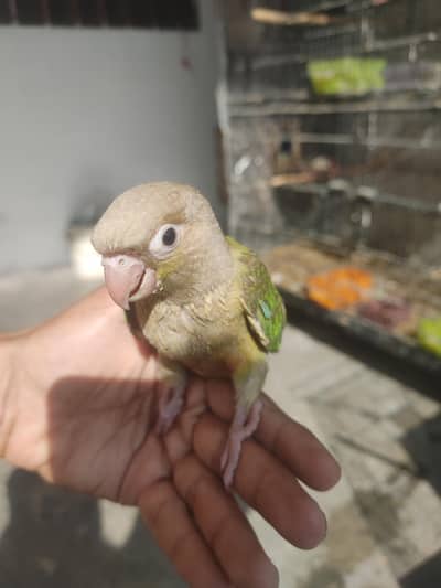 pineapple conure baby hand feed