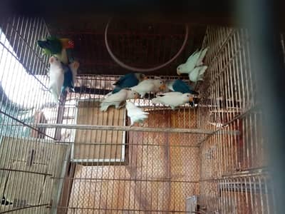 Lovebirds