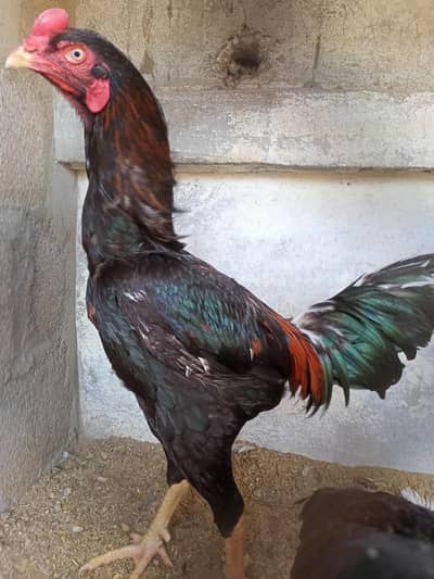 Aseel Muska Male crose he Heera ka