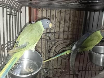 plum head pair  03244148715