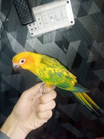 Sun conure for sell