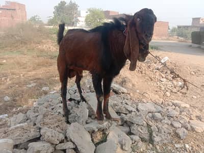 Breeder male and female