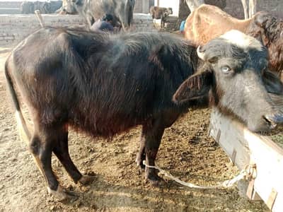 Jawan baflo cal 03437636925 watsup 03127636926