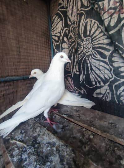 PATTi wale kAbutar lajwab kabutar gerrenty wale kabutar