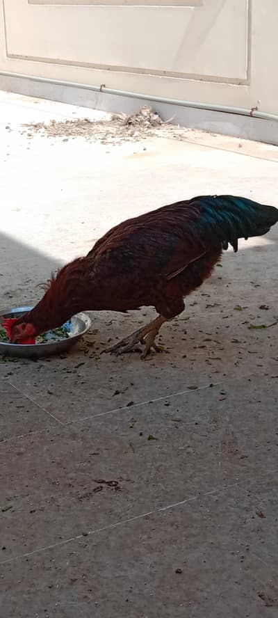 2 male ha healthy and activ ek murga 1500 ka ha