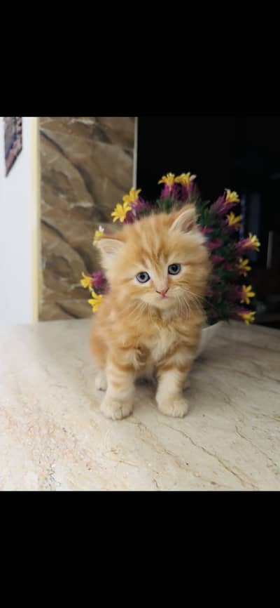 Pure Persian Kittens male and female – Booking Open