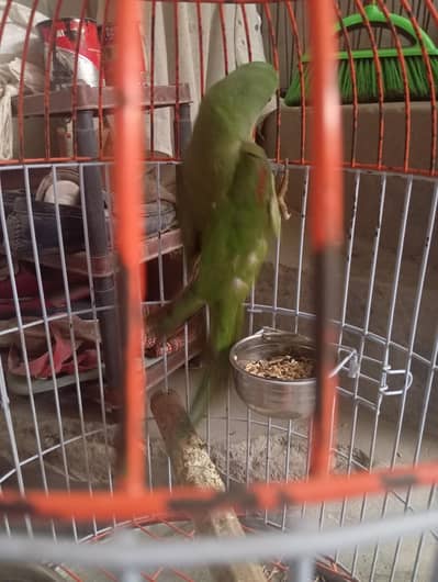 khubsurat healthy prote for sale