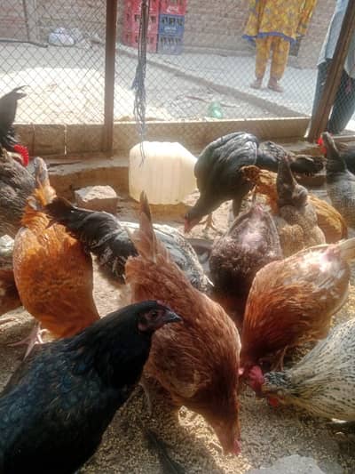 pure desi hens healthy and active hens eggs Rozana date ha