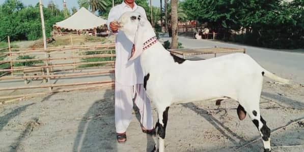qurbani ke liye bakra for sale call"--03460421993