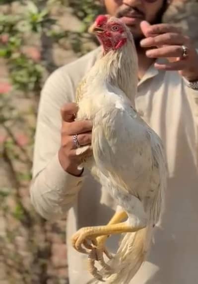 perrot beak male forsale looking for a new shelter from H. N Farm