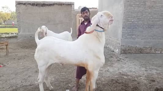 Bakra for sale munh se 2 dant call me 03460423873
