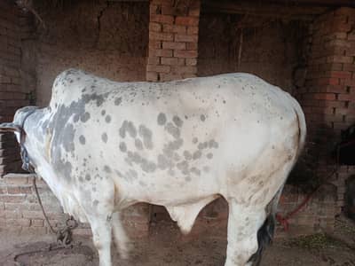 Beautiful Gift of Qurbani 2026