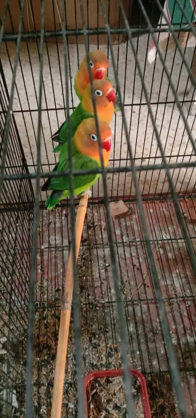 budgie love bird lovebirds australian fisher breeder male female pair