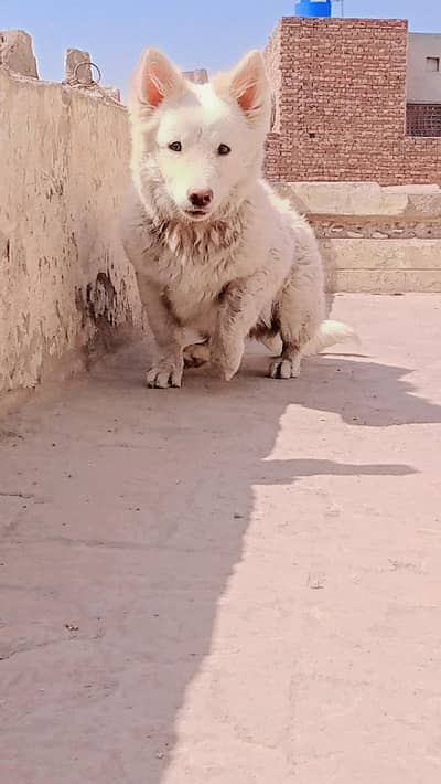 Russian dog fully healthy and active