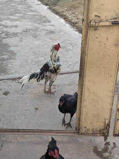 Nayab prail aseel bird miyawali nasal  jora cheena murg Black madi