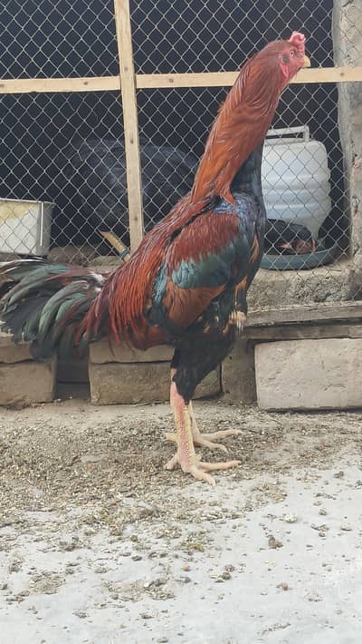 Aseel/shamoo/female/hen/murgha/murghi/pair/eggs