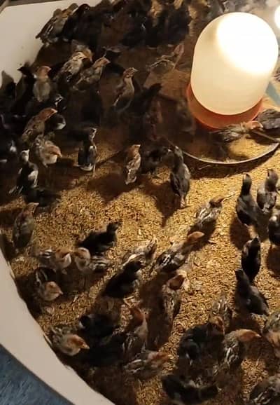 Fayoumi, rir, Austrolope for sale | Pure misri chic | egg laying murgi