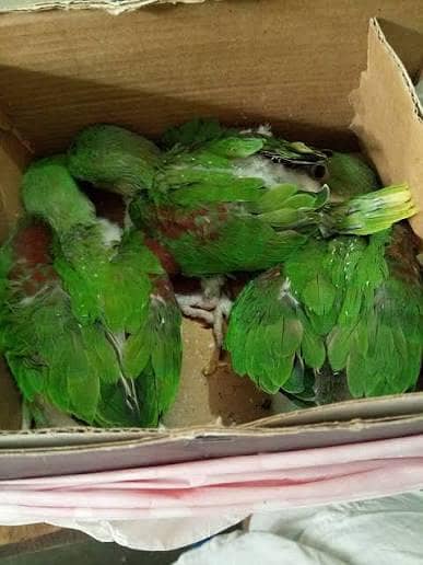 Pahari parrots baby urgent sale money needed