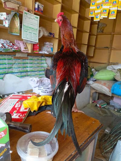 7 Pure Aseel bird Male+Female assel mianwali (03317843232) what's up